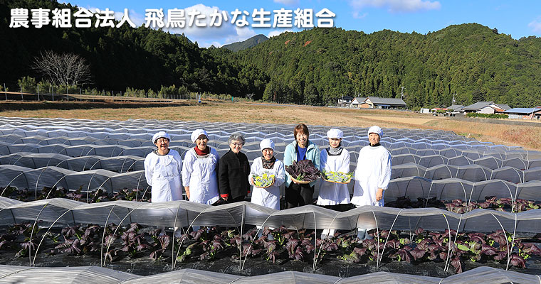 �_���g���@�l�򒹂����Ȑ��Y�g��