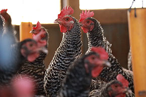 ���肨���͂�