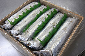 ����܂����@5�{����